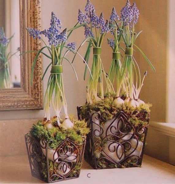 SOUTHERN LIVING AT HOME ESTATE IRON SET / 2 ROSEDALE PLANT HOLDERS NIB