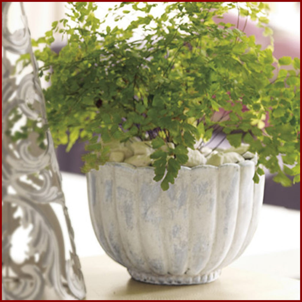 Southern Living at HOME Willow House (1) Coronado Stone Plant Holder P